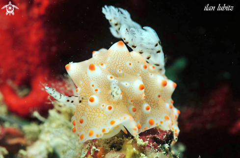 A Nudibranch