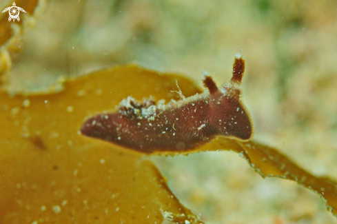 A Nudibranch