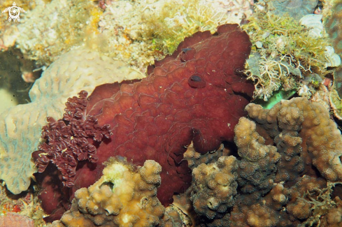 A Nudibranch