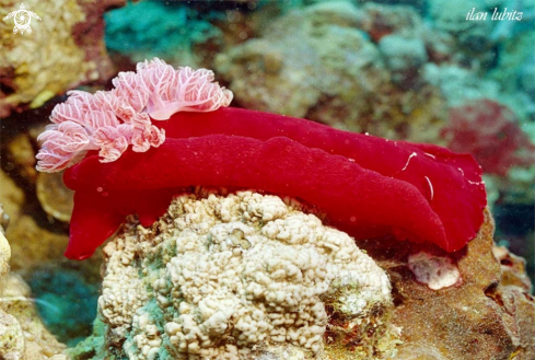 A Nudibranch