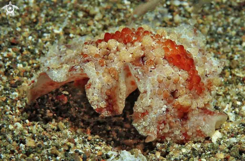 A Hoplodoris flammea  | sea slug