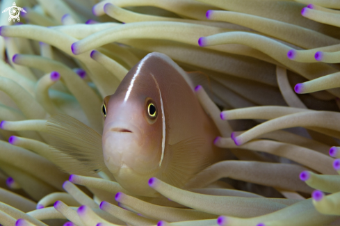 A Pink Anemonefish