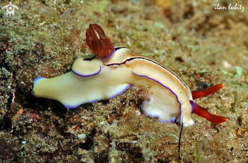 A Hypselodoris emma | Nudibranch