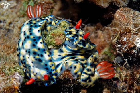 A Hypselodoris infucata  | Nudibranch