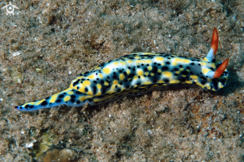 A Hypselodoris infucata  | Nudibranch