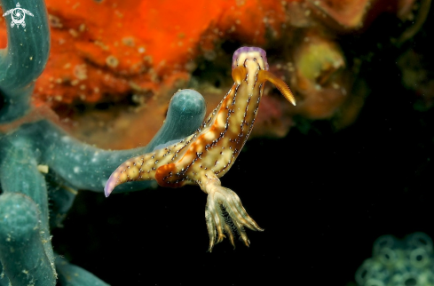 A Hypselodoris krakatoa | Nudibranch