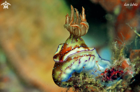 A Hypselodoris krakatoa  | Nudibranch