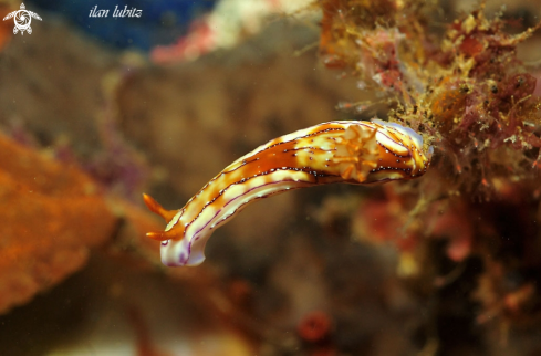 A Hypselodoris krakatoa  | Nudibranch