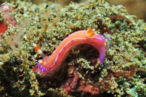 A Hypselodoris maculosa  | Nudibranch