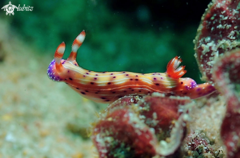 A Hypselodoris maculosa  | Nudibranch