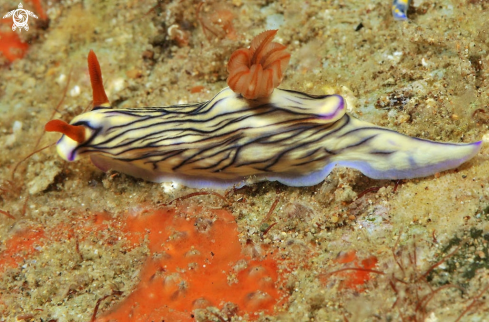 A hypselodoris nigrostriata  | Nudibranch