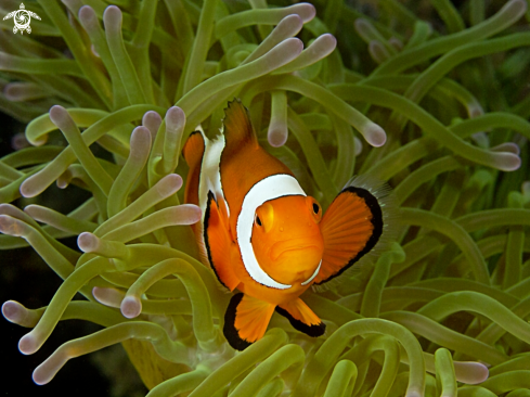 A False clown Anemonefish (Clownfish)