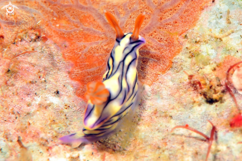 A hypselodoris nigrostriata  | Nudibranch