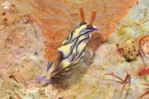 A hypselodoris nigrostriata  | Nudibranch
