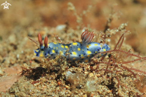 A Hypselodoris sp. 1  | Nudibranch