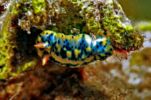 A Nudibranch