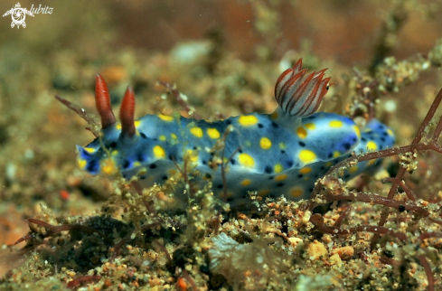 A Hypselodoris sp. 1  | Nudibranch