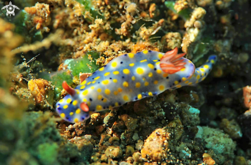 A Hypselodoris sp. 1  | Nudibranch