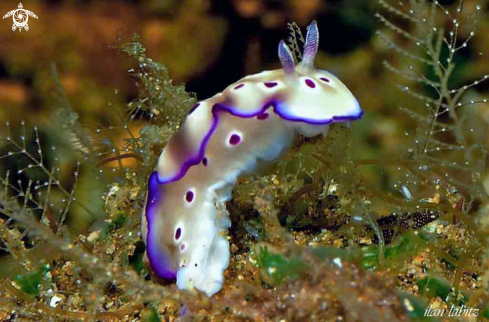 A Hypselodoris tryoni  | Nudibranch