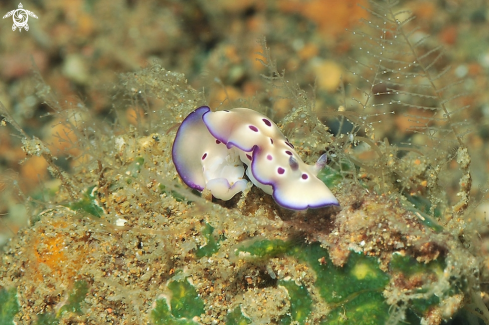 A Hypselodoris tryoni  | Nudibranch