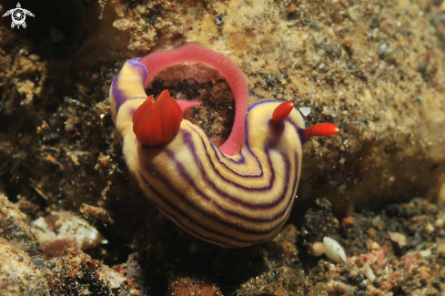 A hypselodoris-whitei | Nudibranch