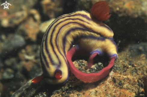 A hypselodoris-whitei | Nudibranch