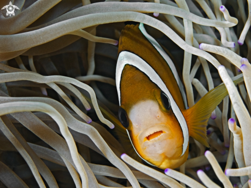 A Clark's Anemonefish