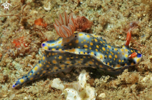 A Hyselodoris kanga  | Nudibranch