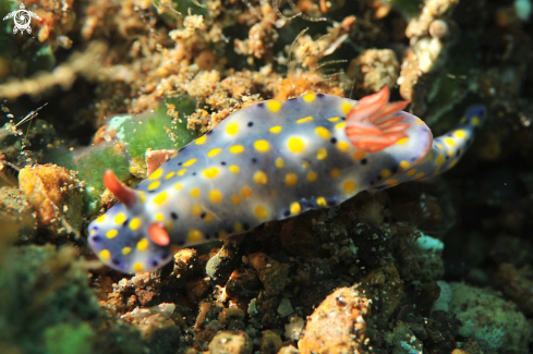 A Hyselodoris kanga  | Nudibranch