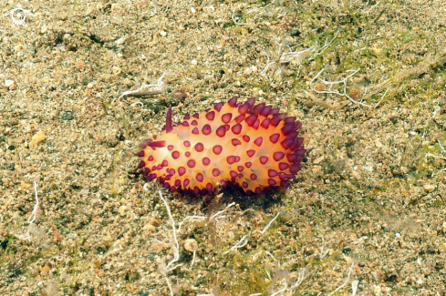 A Janolus sp. | Nudibranch