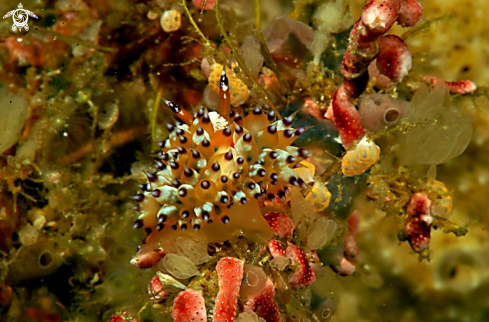 A Janolus sp.1 | Nudibranch