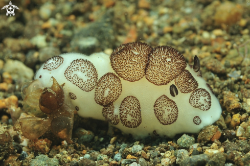 A Jorunna funebris   | Nudibranch