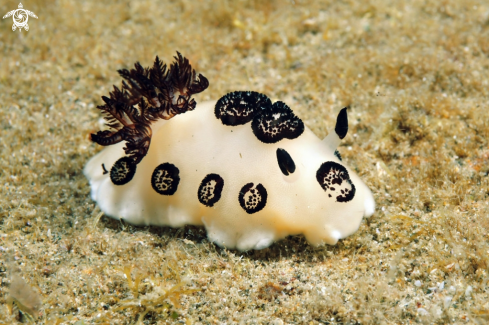 A Jorunna funebris   | Nudibranch