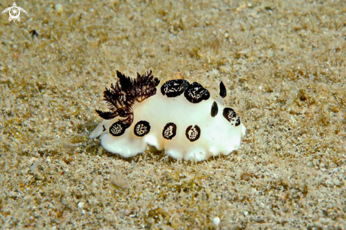 A Jorunna funebris   | Nudibranch
