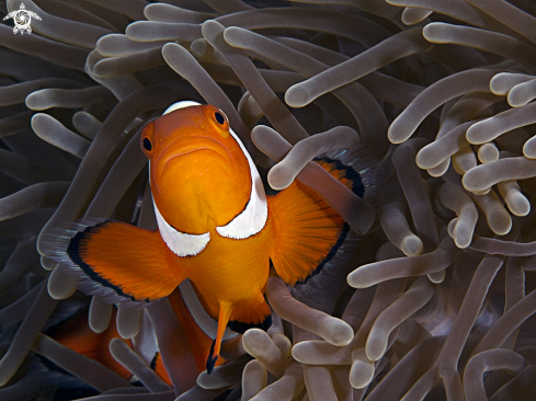 A False clown Anemonefish (Clownfish)