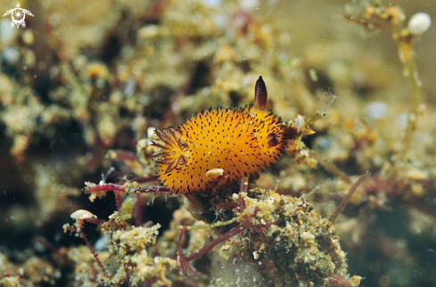 A Jorunna pantherina | Nudibranch