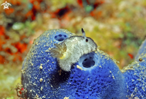 A Nudibranch