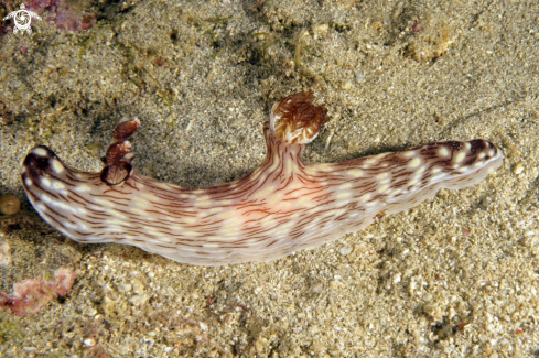 A kentrodoris rubescens   | Nudibranch