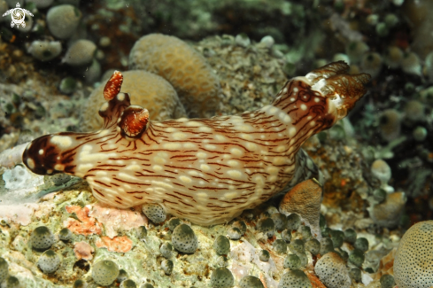 A kentrodoris rubescens   | Nudibranch