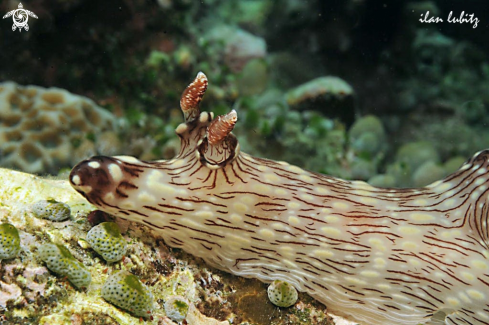 A kentrodoris rubescens   | Nudibranch