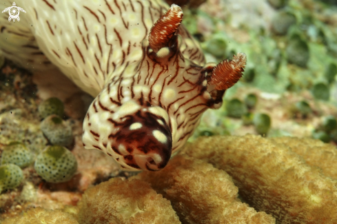 A kentrodoris rubescens   | Nudibranch