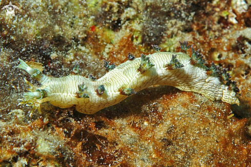 A Nudibranch