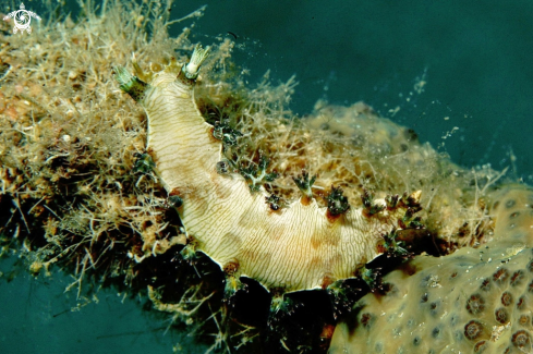 A marionia viridescens | Nudibranch