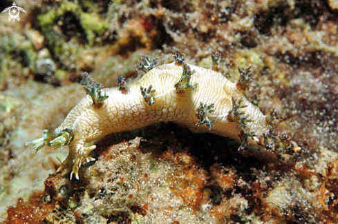 A Nudibranch