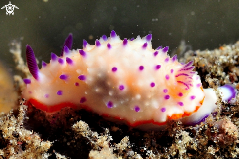 A Mexichromis macropus   | Nudibranch