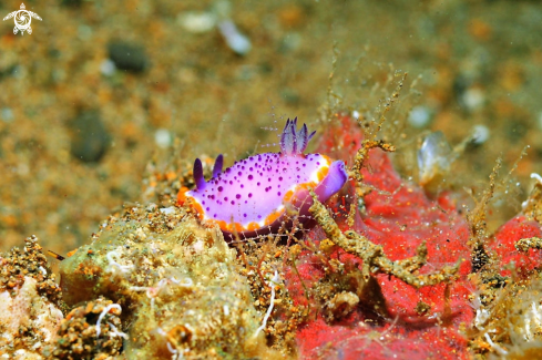 A Mexichromis macropus   | Nudibranch