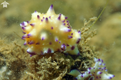 A Mexichromis multituberculata | Nudibranch