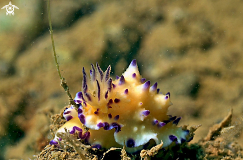 A Mexichromis multituberculata | Nudibranch