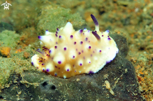 A Nudibranch