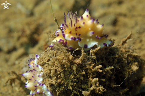 A Mexichromis multituberculata | Nudibranch